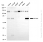 KD-Validated Anti-PTGS1 Rabbit Monoclonal Antibody